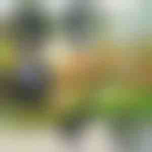 Sodo įrankis 4 viename | VERSAX